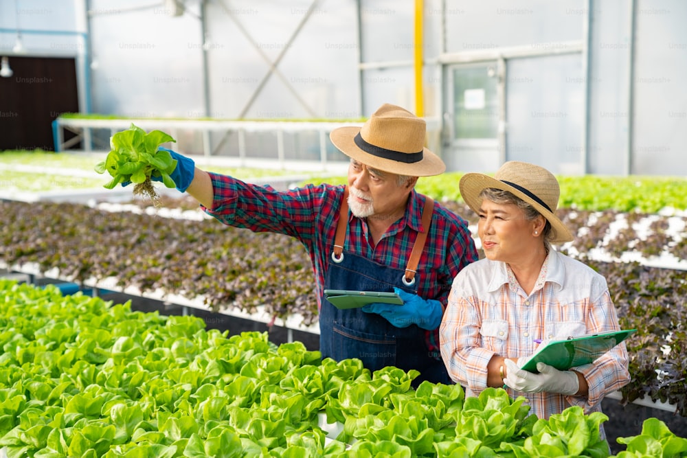 Asian senior couple farmer using digital tablet working together in organic hydroponic vegetable farm. Man and woman salad garden owner inspecting and harvesting lettuce vegetable in greenhouse plantation.