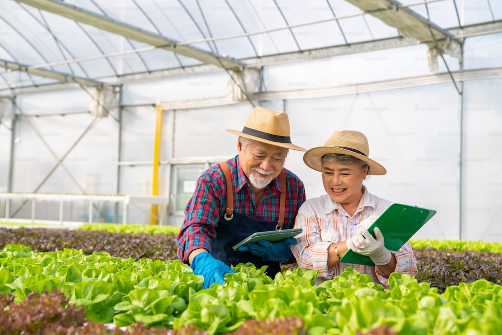 Agriculteur asiatique de couple de personnes âgées utilisant une tablette numérique travaillant ensemble dans une ferme maraîchère hydroponique biologique. Homme et femme propriétaire d’un jardin de salades inspectant et récoltant des légumes de laitue dans une plantation en serre.