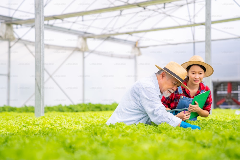 Junge asiatische Frau und älterer Landwirt arbeiten zusammen in Bio-Hydrokultur-Salat-Gemüsefarm. Moderner Gemüsegartenbesitzer mit digitalem Tablet prüft Salatqualität im Gewächshausgarten