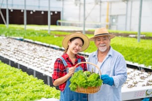 Portrait of Young Asian woman and senior man farmer holding organic lettuce in the basket at greenhouse garden. Father and daughter salad garden owner working together in hydroponics vegetable farm.