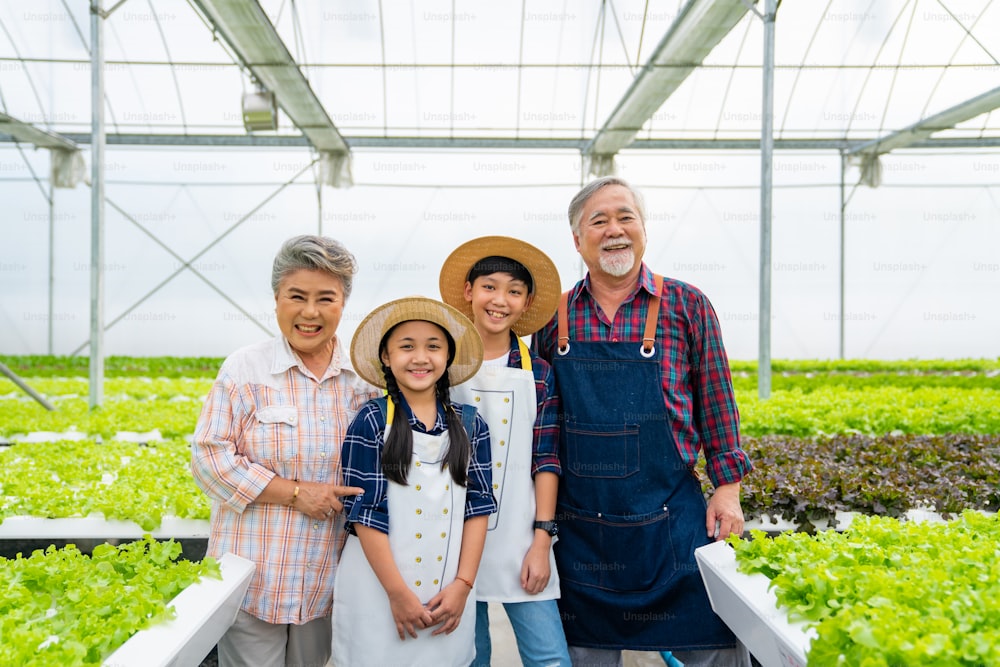 Portrait of Happy Asian family farmer working together in hydroponics system vegetable farm. Grandparents teaching little grandchild boy and girl growing and caring organic lettuce vegetable in greenhouse garden.