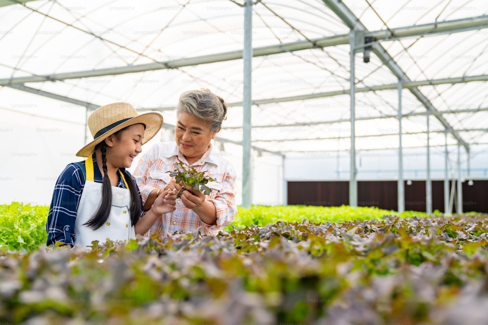 온실 정원에서 유기농 상추를 재배하는 손자 소녀를 가르치는 아시아 노인 여성 농부. 수경재배 채소 농장에서 일하는 할머니를 돕는 어린 소녀. 교육 및 건강 식품 개념