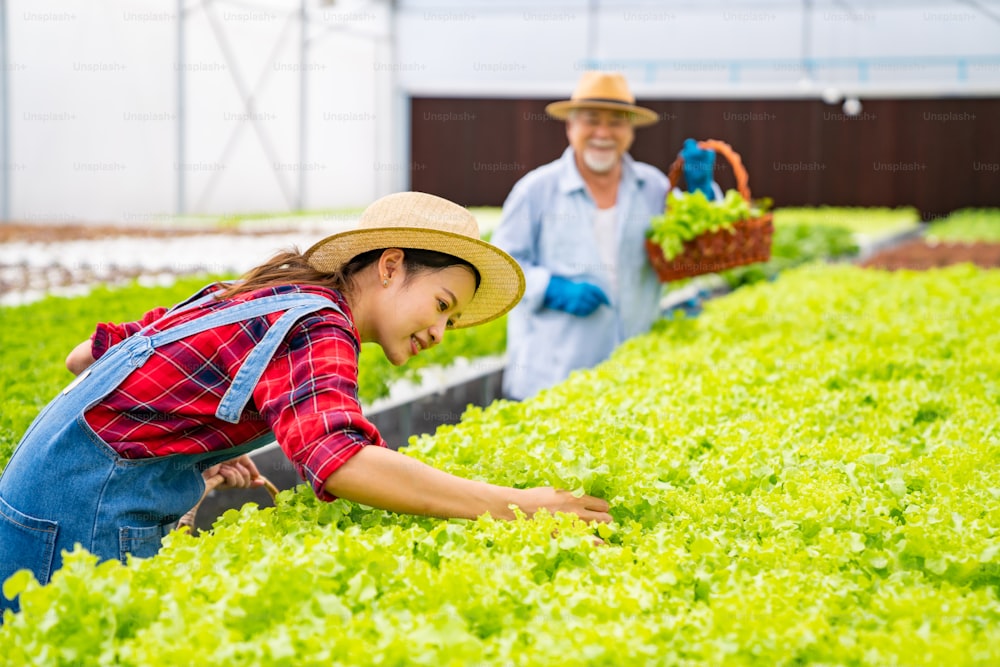 젊은 아시아 여성과 노인 남자 농부는 유기농 수경 샐러드 야채 농장에서 함께 일하고 있습니다. 채소밭 주인은 온실 정원에서 상추의 품질을 검사합니다. 식품 생산 사업 개념입니다.