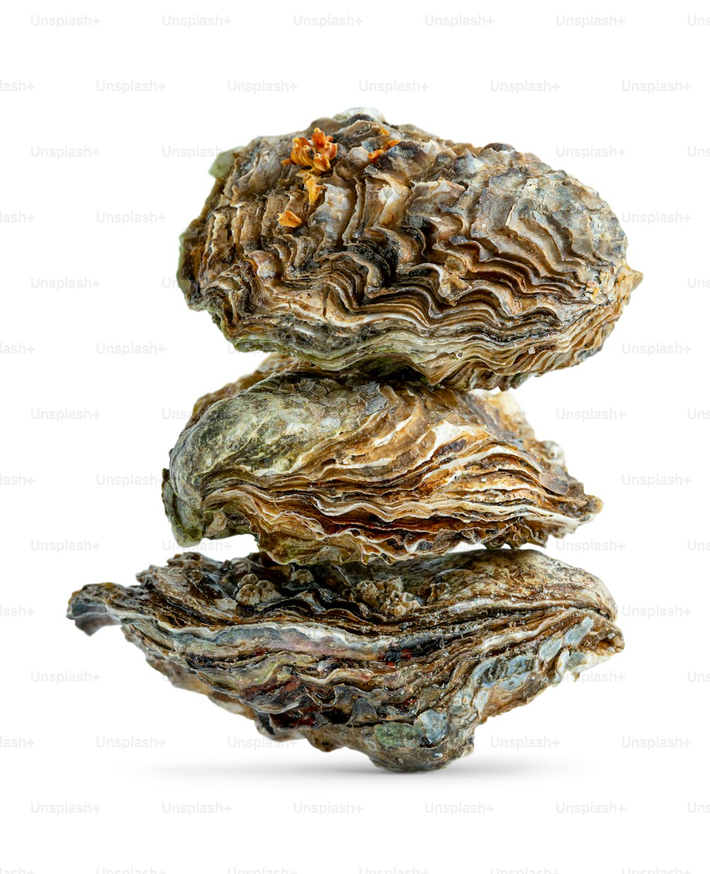 Pilha de três ostras isoladas no fundo branco.