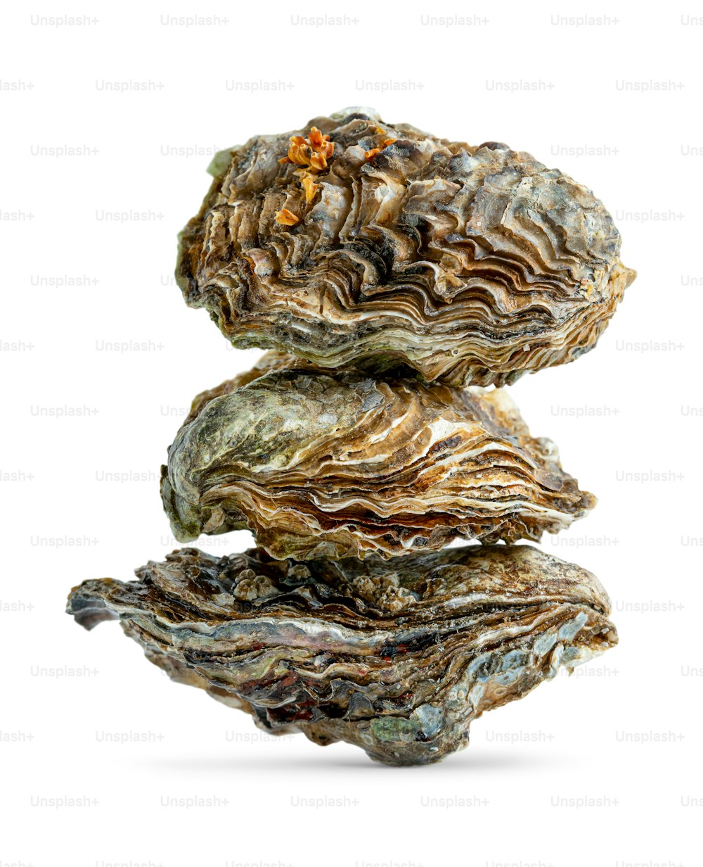 Stack of three oysters isolated on white background.