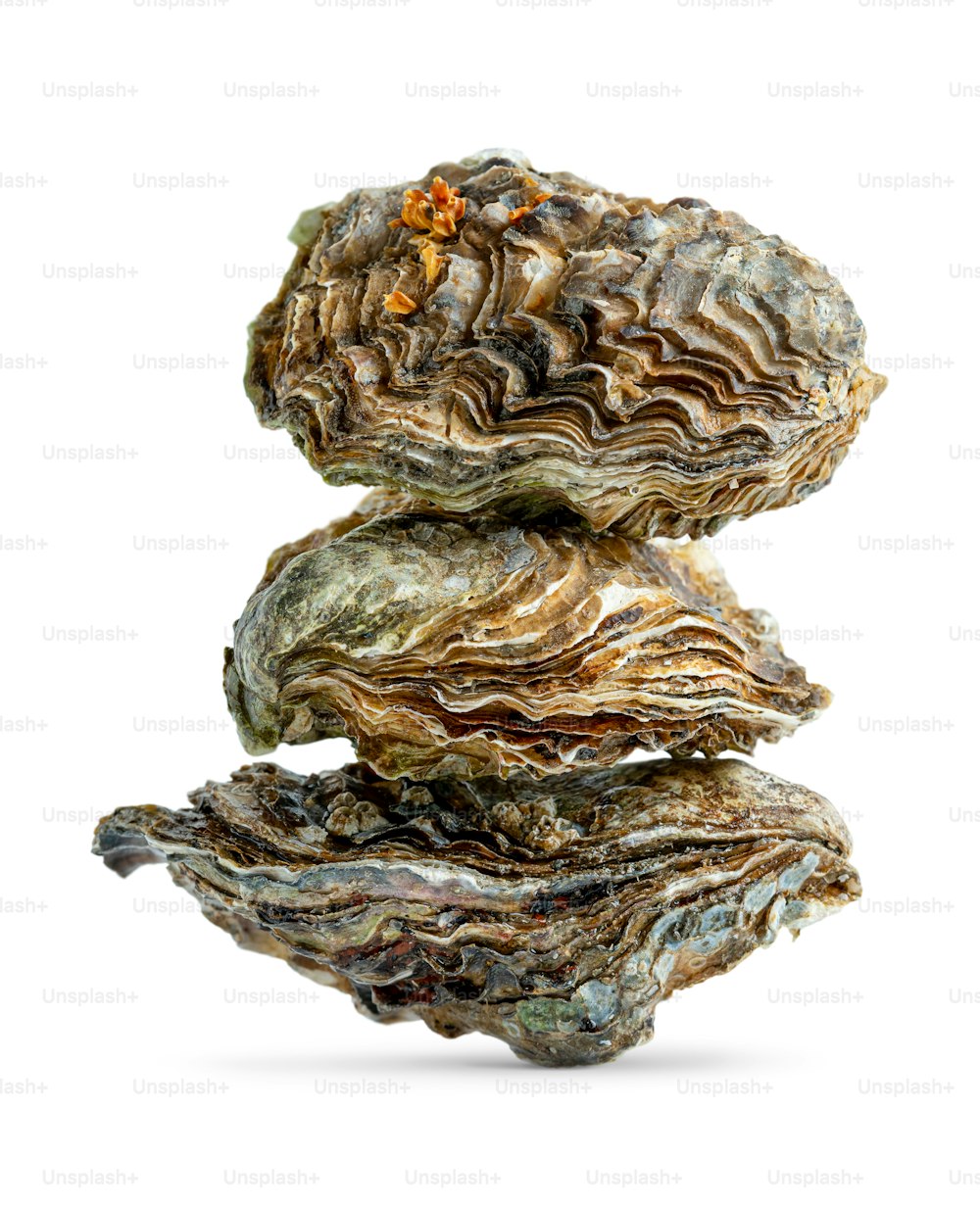 Stack of three oysters isolated on white background.