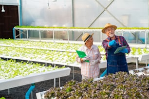 Asian senior couple farmer using digital tablet working together in organic hydroponic vegetable farm. Man and woman salad garden owner inspecting and harvesting lettuce vegetable in greenhouse plantation.