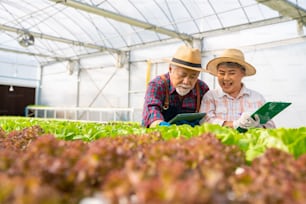 Asiatisches älteres Paar Landwirt mit digitalem Tablet arbeitet in Bio-Hydrokultur-Gemüsefarm zusammen. Mann und Frau Salatgartenbesitzer inspizieren und ernten Salatgemüse in Gewächshausplantagen.