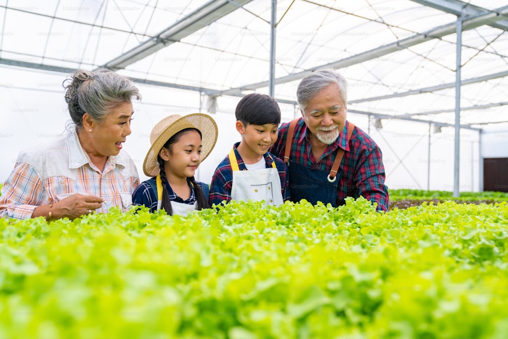 Happy Asian family farmer working together in hydroponics system vegetable farm. Grandparents teaching little grandchild boy and girl growing and caring organic lettuce vegetable in greenhouse garden.