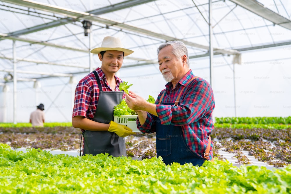 Asian senior man hydroponics system farm owner working with male worker in greenhouse. Elderly man farmer inspect and harvest organic lettuce in salad vegetable garden. Healthy eating and vegan food concept