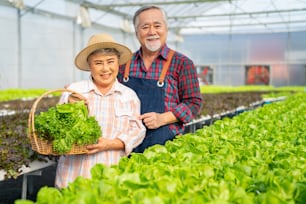 Portrait of Asian senior couple farmer standing in organic lettuce vegetable greenhouse garden with proud. Man and woman vegetable garden owner working together in hydroponics system vegetable farm.