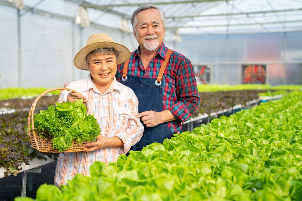 Foto Retrato de una pareja de granjeros asiáticos de pie en un jardín de  invernadero de verduras de lechuga orgánica con orgullo. Propietario de  huerta de hombre y mujer trabajando juntos en