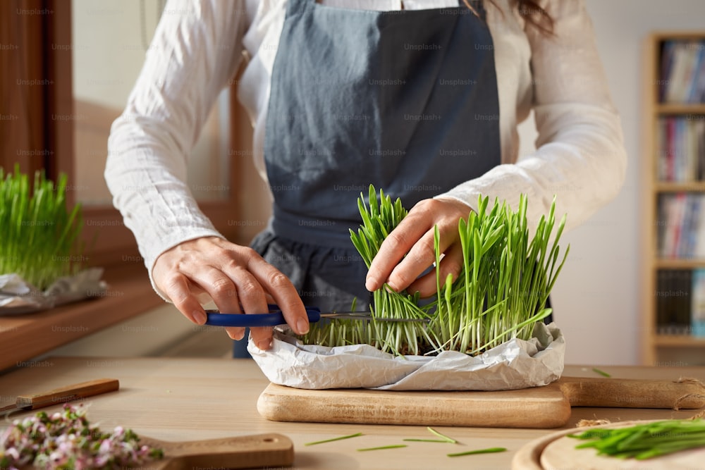Woman harvesting fresh homegrown barley grass with scissors, with radish sprouts in the foreground