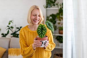 Closeup of beautiful woman holding green plant and looking at in with pleased smile, holding alocasia, loves gardening and nature. indoor shot