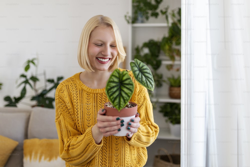 Closeup of beautiful woman holding green plant and looking at in with pleased smile, holding alocasia, loves gardening and nature. indoor shot