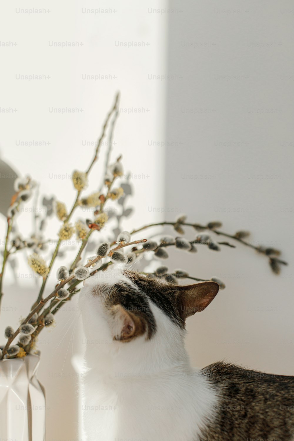 柳の枝の匂いを嗅ぐかわいい子猫が、部屋の日当たりの良い光の中でクローズアップします。イースターおめでとう!ペットと春の休日の装飾。猫の匂いを嗅ぐ咲く猫の柳、春の時間