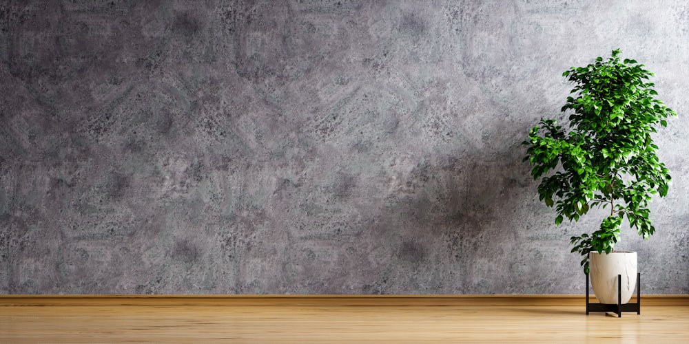 Stanza vuota buia con pianta in vaso su parete di cemento e sfondo del pavimento in legno.3D rendering
