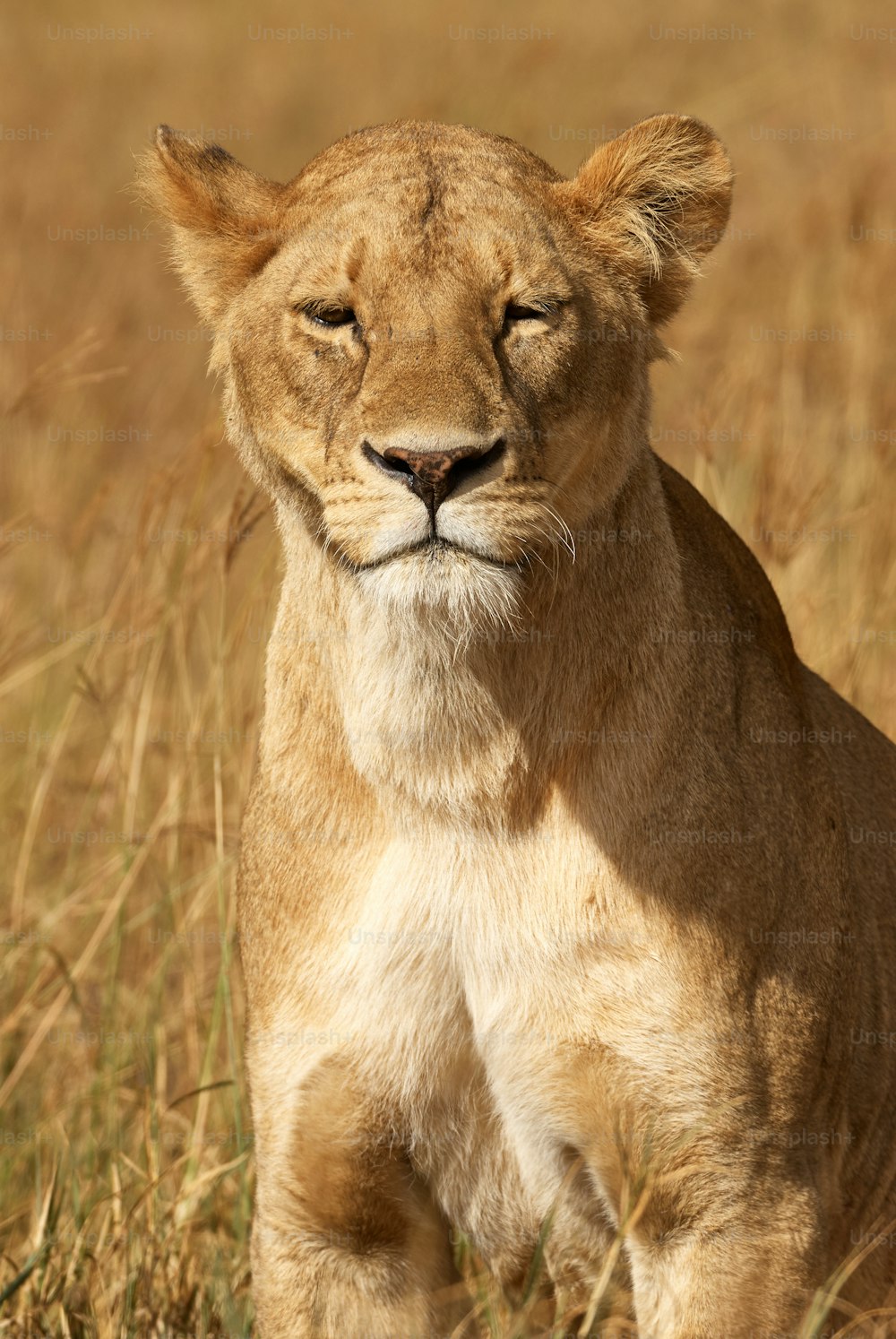 Portrait of a beautiful lioness in the African savannah photographed frontally