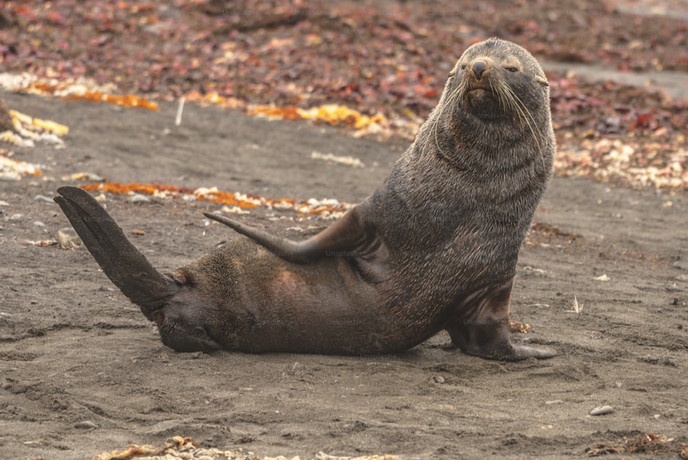A Fur Seal in South Georgia Island