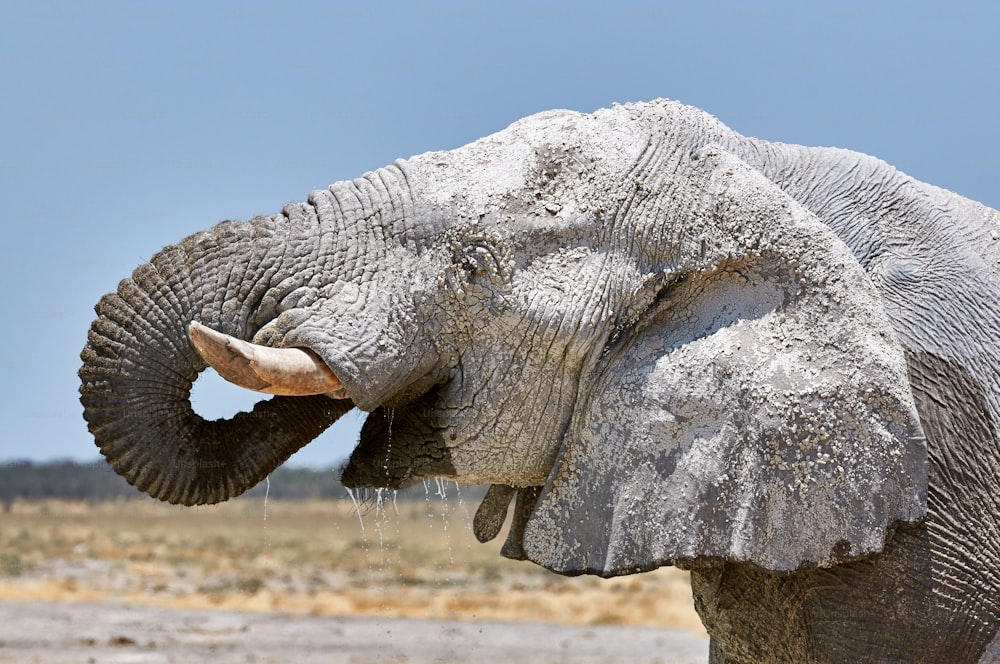Porträt eines Elefanten, der an einem Wasserloch im Etosha Nationalpark trinkt