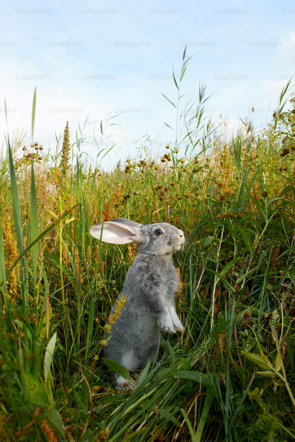키 큰 풀밭 한가운데에 앉아 있는 토끼