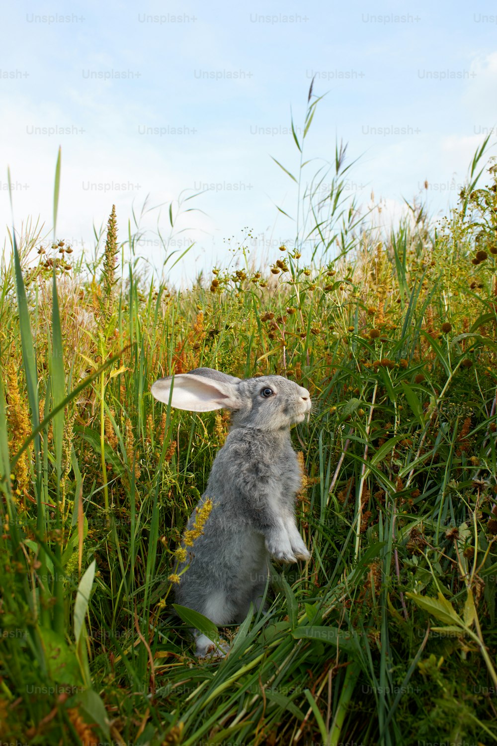 a rabbit sitting in the middle of tall grass