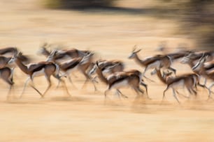 Blured motion of herd of Springboks