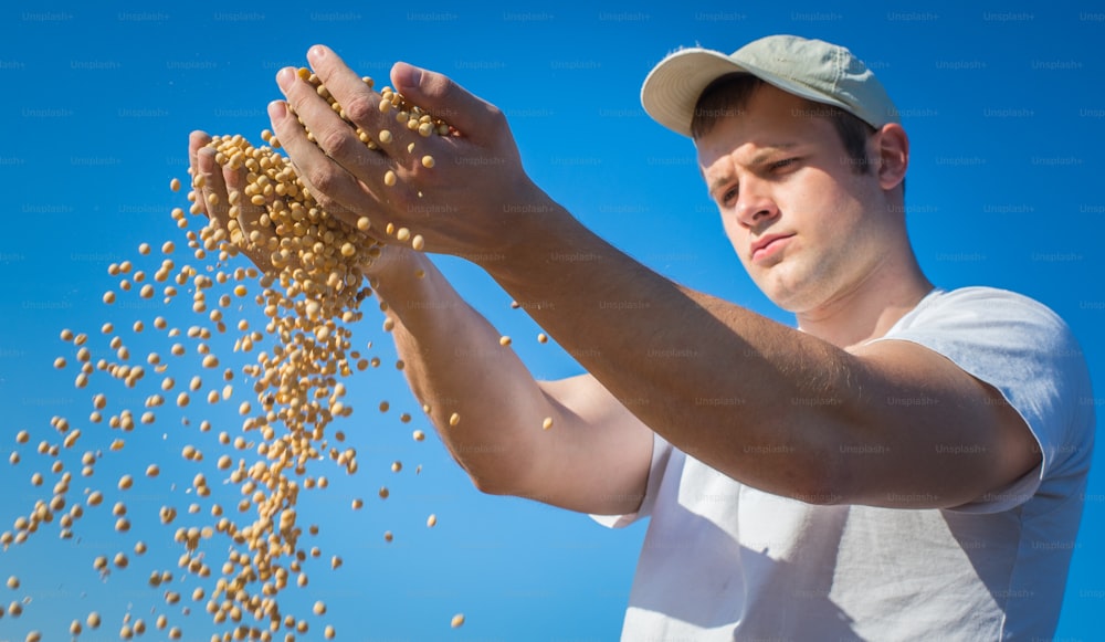 Worker holding soy beans after harvest