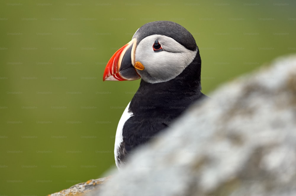 Portrait of a beautiful puffin photographed in Norway