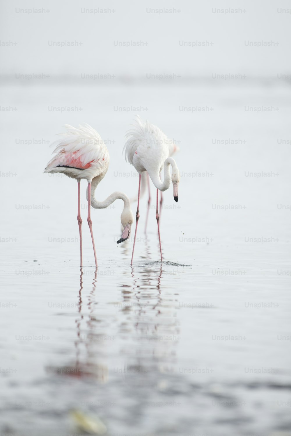 Flamingo na zona húmida de Walvis Bay.