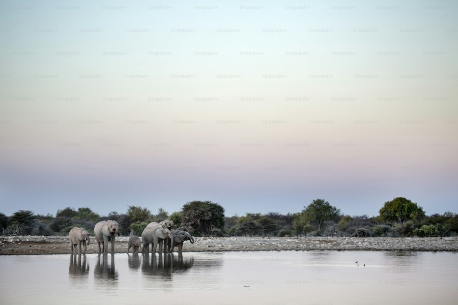 Largest Lakes in Africa: From Lake Victoria to Lake Tanganyika