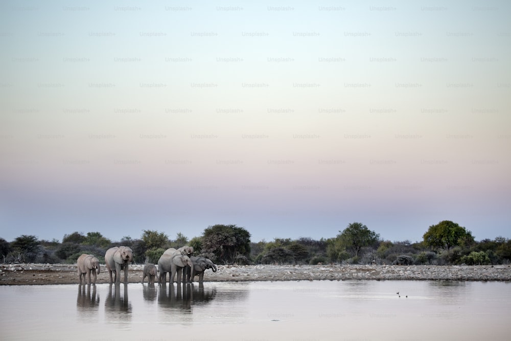 Elephant herd at a water hole.