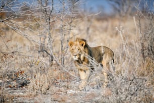 Giovane leone maschio che cammina attraverso il bushveld