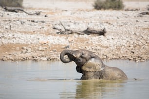 Elephant at the Okaukuejo water hole