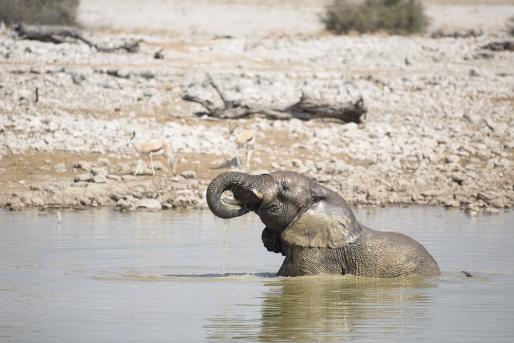 Elefante alla pozza d'acqua di Okaukuejo