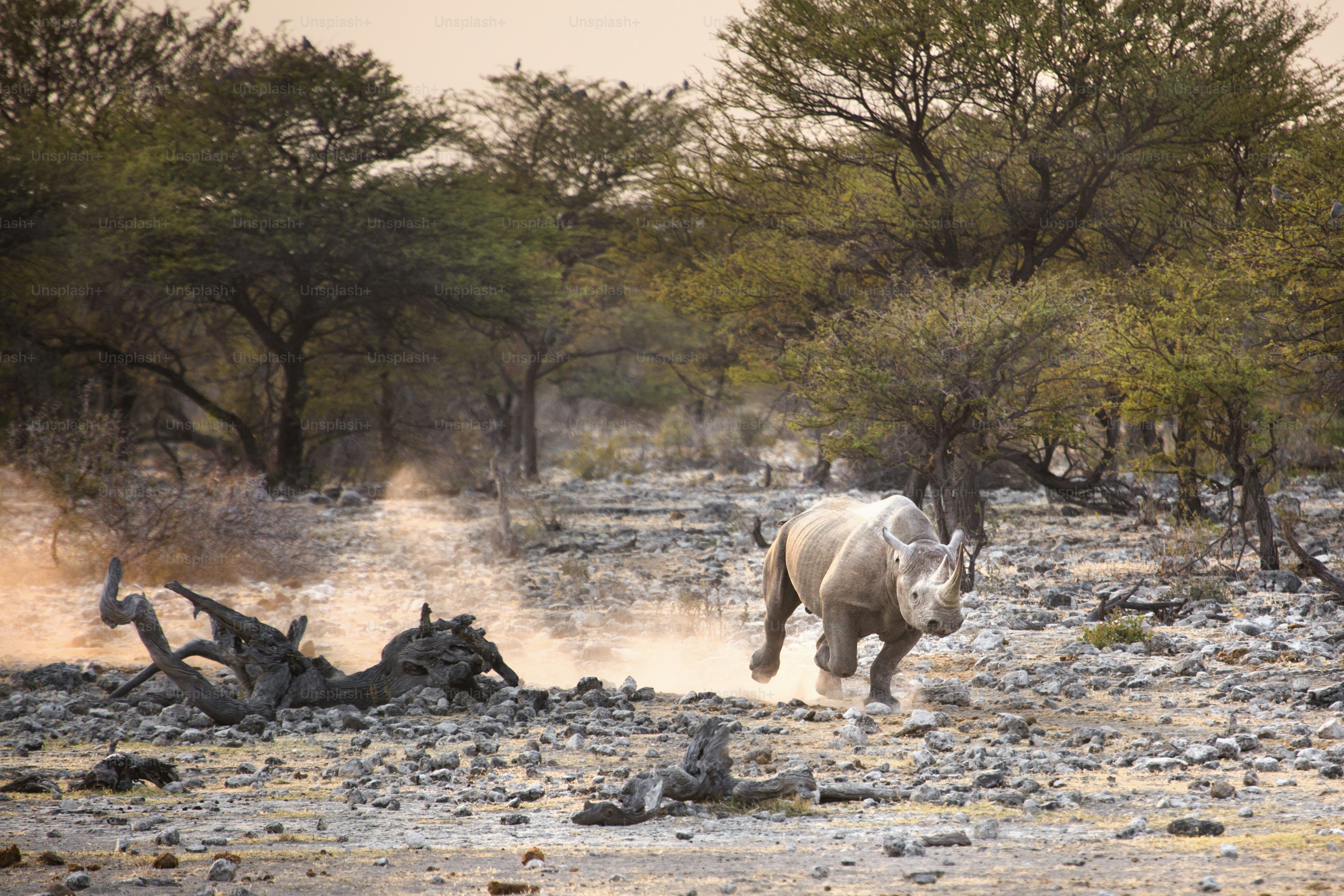 Black rhino in Etosha National Park