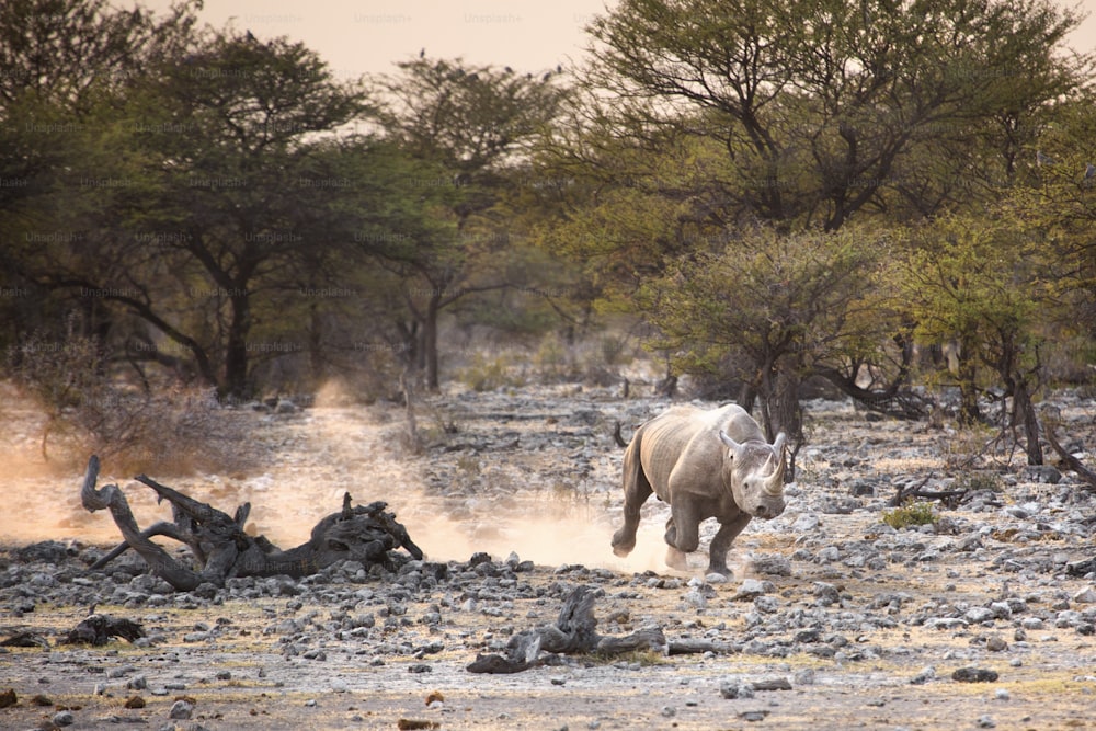 Rinoceronte negro en el Parque Nacional de Etosha