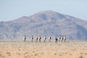 Haartmans Mountain Zebra