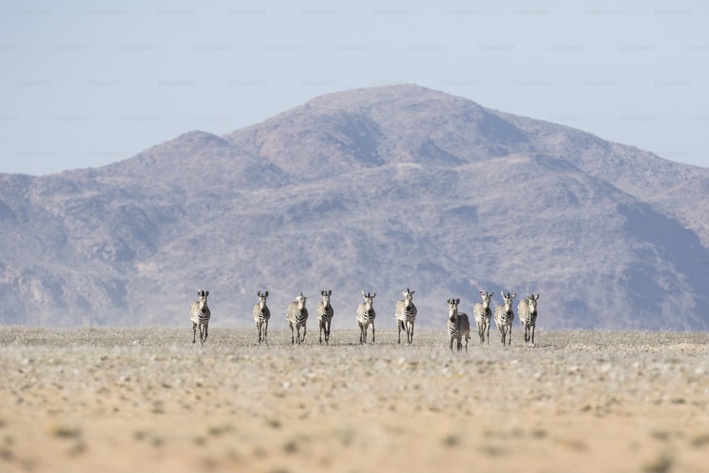 Haartmans Mountain Zebra