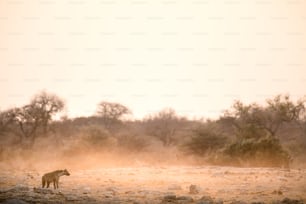 Hiena em pé em um nascer do sol empoeirado