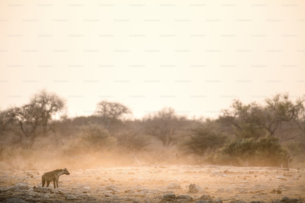 Hyäne im staubigen Sonnenaufgang