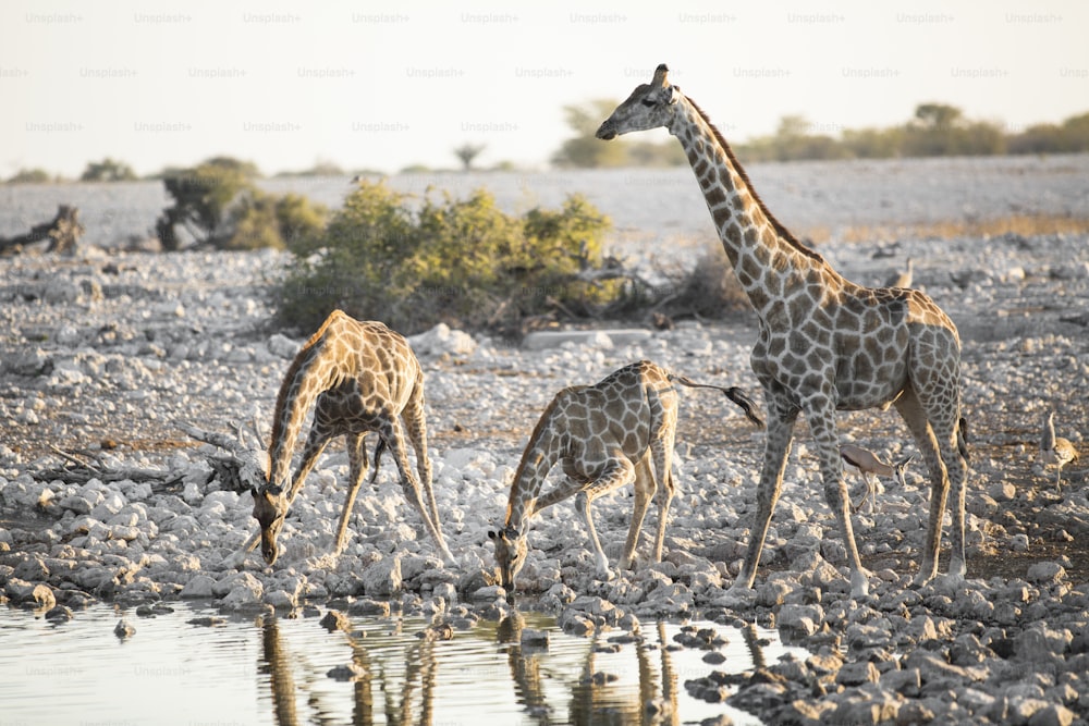 Acqua potabile della giraffa