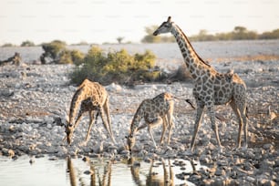 Giraffe drinking water