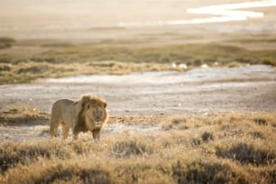 エトーシャ国立公園を歩くライオン。