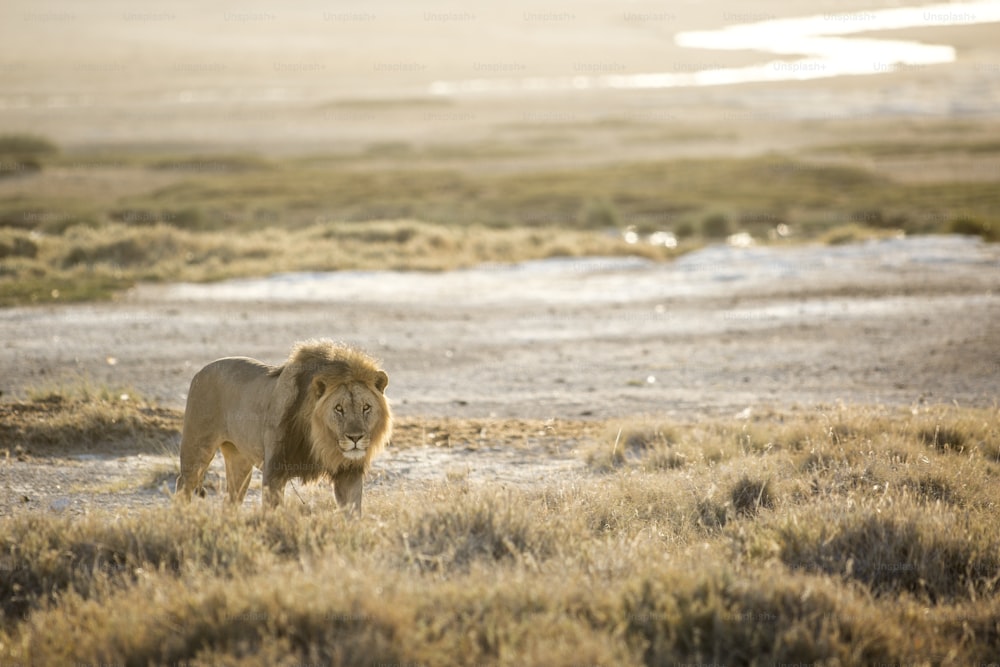 Leone che cammina nel Parco Nazionale di Etosha.