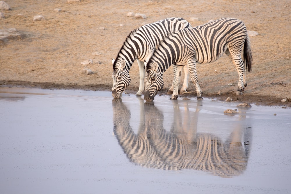 Zebra Trinkwasser