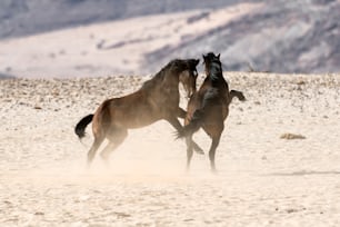 野生のナミビアの砂漠の馬が戦っています。