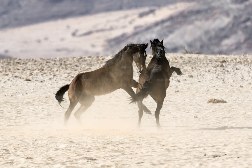 Wild Namibian desert horses fighting.