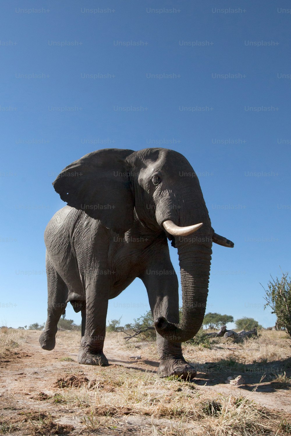 Elefante andando através do bushveld