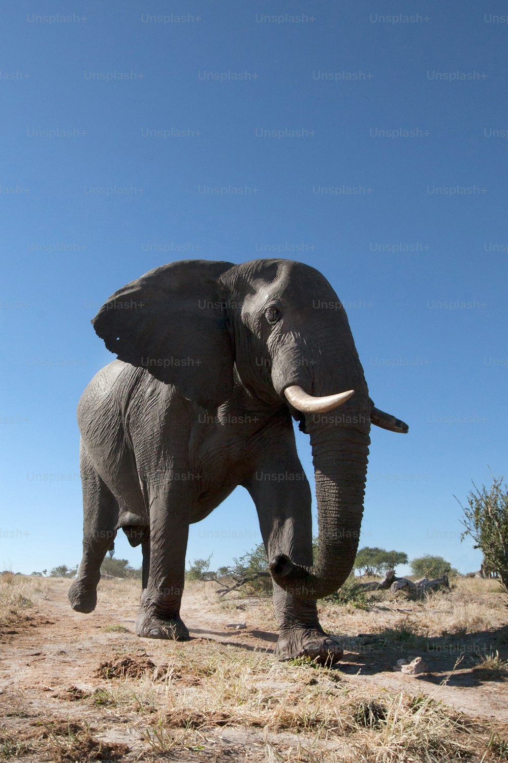 Elephant walking through the bushveld